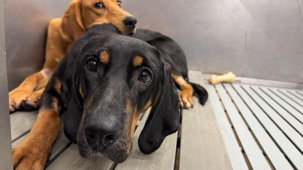 Animal Justice urges Ontario to strengthen Bill 75 to ban all invasive experiments on dogs and cats