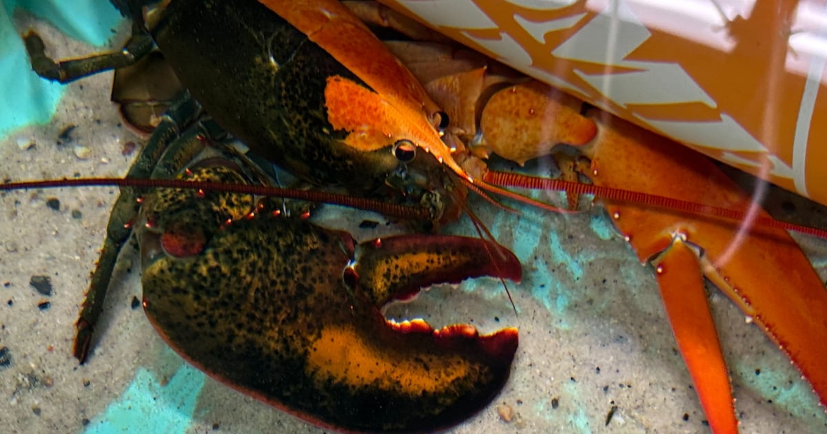 ‘One in 50 million’: Two-coloured lobster draws visitors to Nova Scotia ...