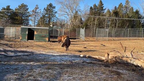 Sichuan Takin at the Edmonton Valley Zoo Nov. 24, 2025. (Sasha Pietramala/CTV News Edmonton)