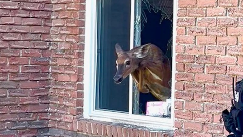 Deer crashes through Grey County woman’s bedroom window