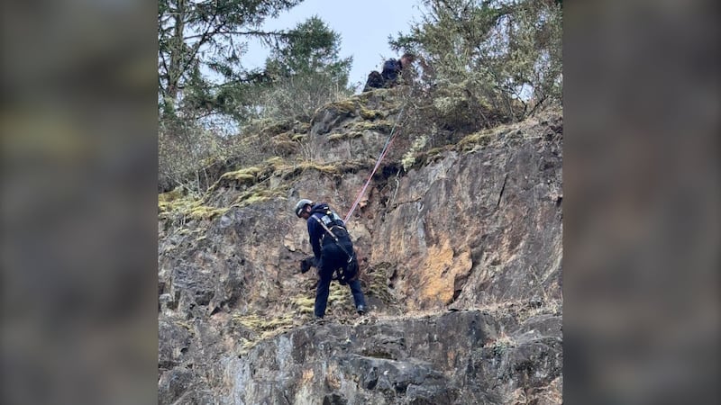 Goat rescued in unusual Vancouver Island operation