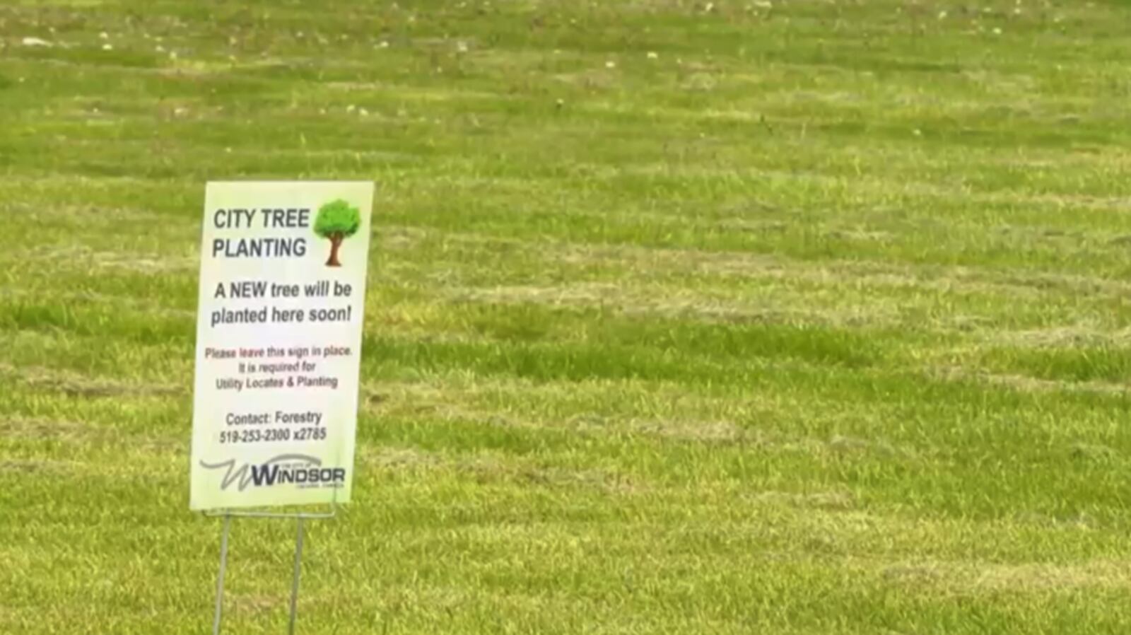 Flagging Tree Planting Tree planting effort aims to enhance and protect green spaces