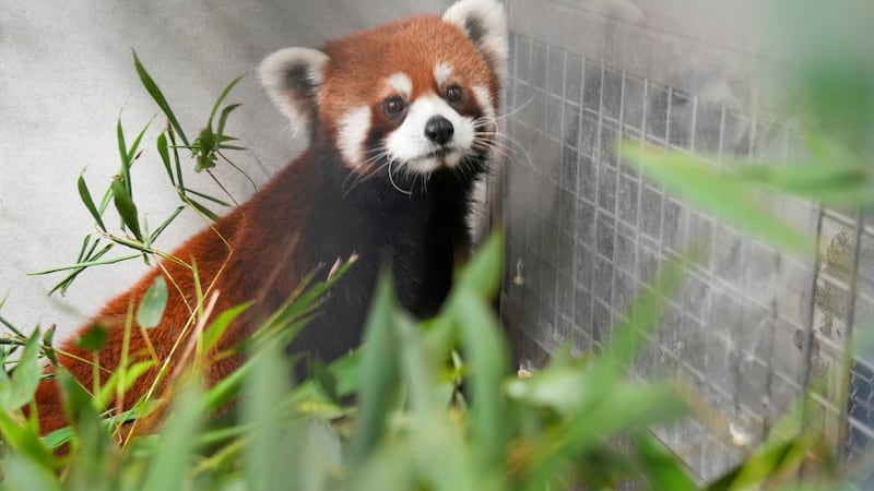 Taipei Zoo welcomes a pair of red pandas from China, first in over a decade