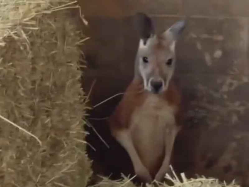 as wallaby is to animal so cigarette is to Muhammed Ali was a phenomenal boxer, an Baby Wallaby Rescued From NYC