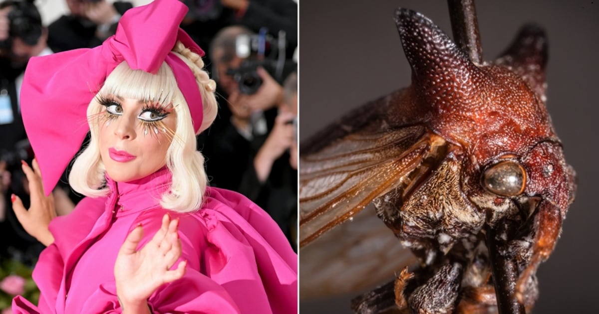 Diva Insects There's a new insect named for Lady Gaga, and it's every bit as ...