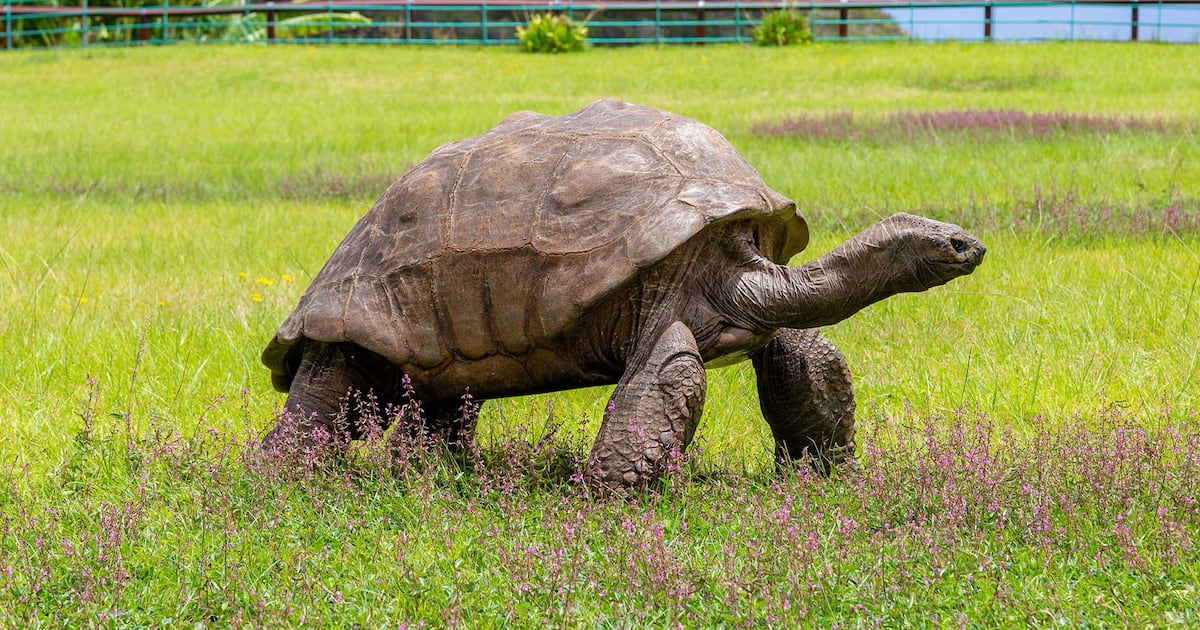 Jonathan, the world's oldest tortoise. (St. Helena Tourism / Mathias Falcone)