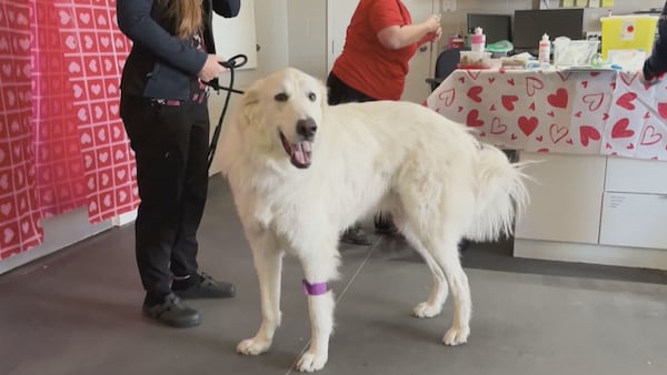 ‘The need is quite great’: Dog blood donations help save lives