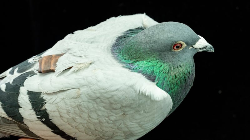 Pigeons may be navigating with their liver, study suggests