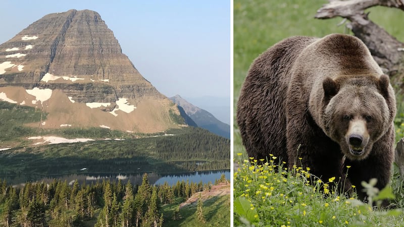Bear attack likely kills a hiker in Glacier National Park for the first time in decades