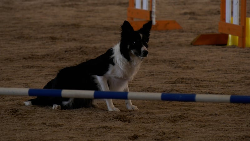 Dog agility trials held near Arva