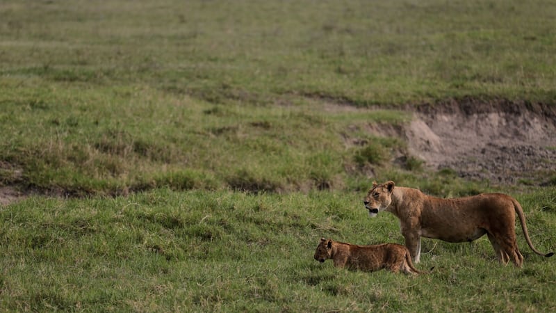 Poisoning suspected in deaths of 10 lions in Tanzania conservation area