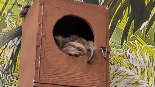 Sloth at the Edmonton Valley Zoo Nov. 24, 2025. (Sasha Pietramala/CTV News Edmonton)