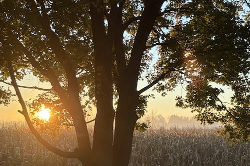 Sunny skies and warm temperatures expected in Windsor Sunday