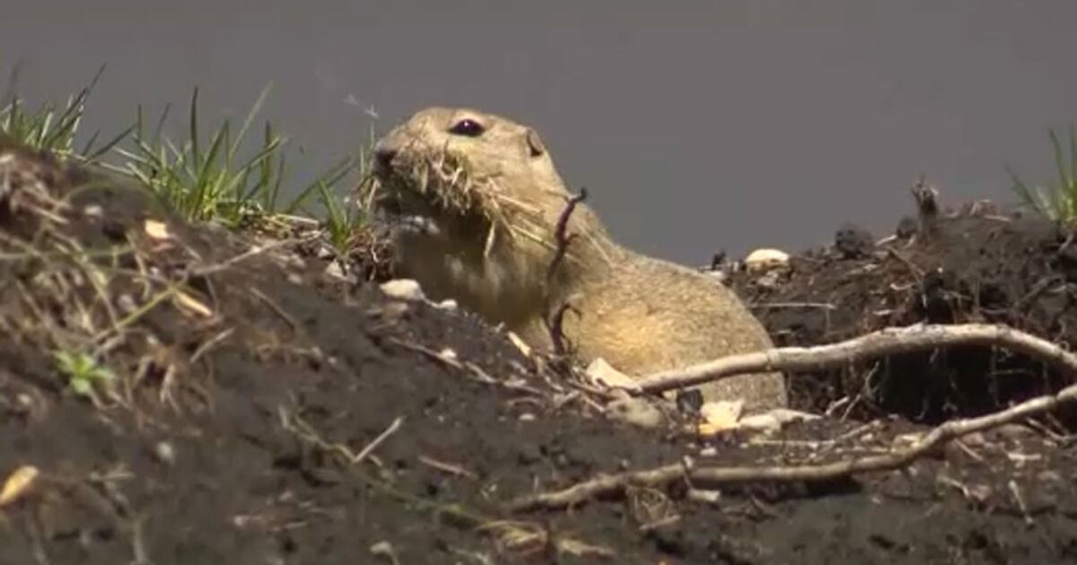 Gopher Poison Sign Sask. toxicologist says increasingly popular gopher poison poses risks ...