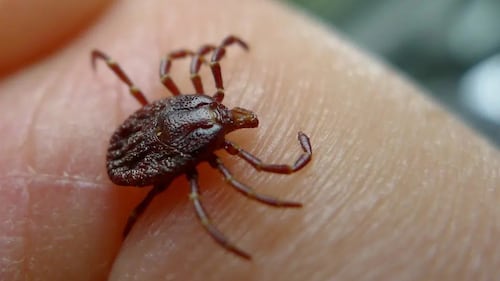 Nova Scotia puts $1.2 million to develop new tick-control research, technology