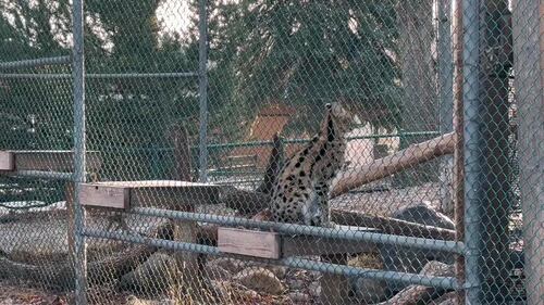 Serval at the Edmonton Valley Zoo Nov. 24, 2025. (Sasha Pietramala/CTV News Edmonton)