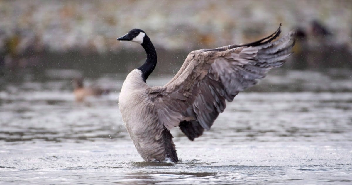 Canadian goose tests positive for bird flu in Tottenham, Ont.