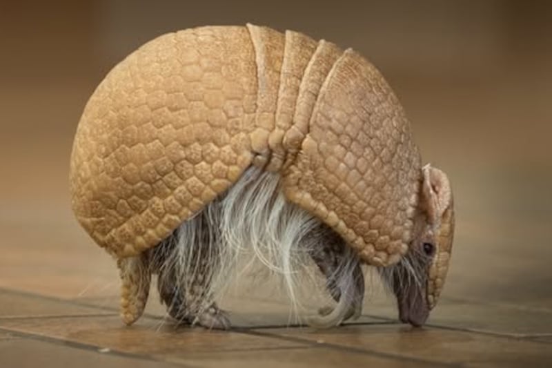 ‘In true Scarp fashion’: Edmonton zoo announces death of beloved armadillo