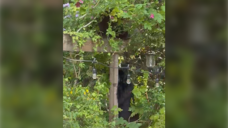 Bear family eats all the grapes in B.C. backyard to prepare for hibernation