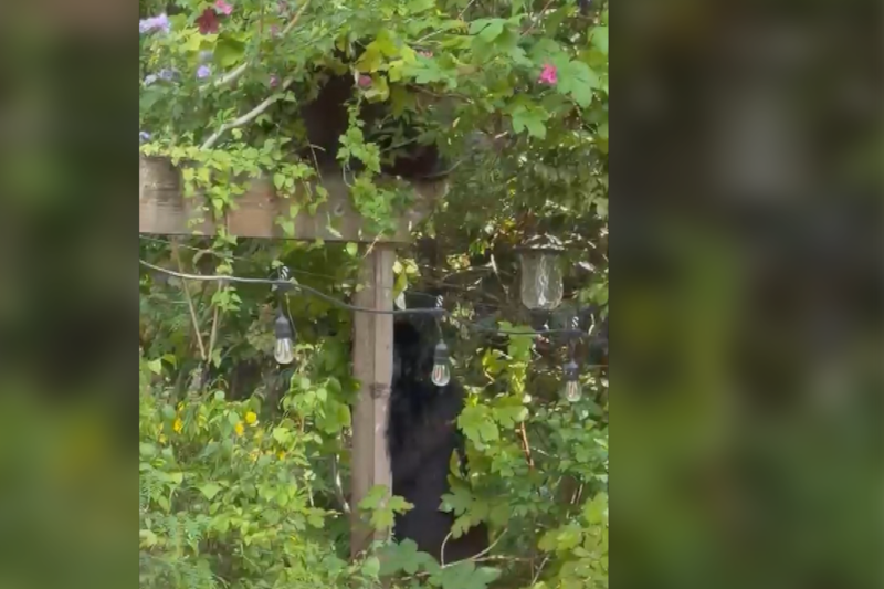 Bear family eats all the grapes in B.C. backyard to prepare for hibernation