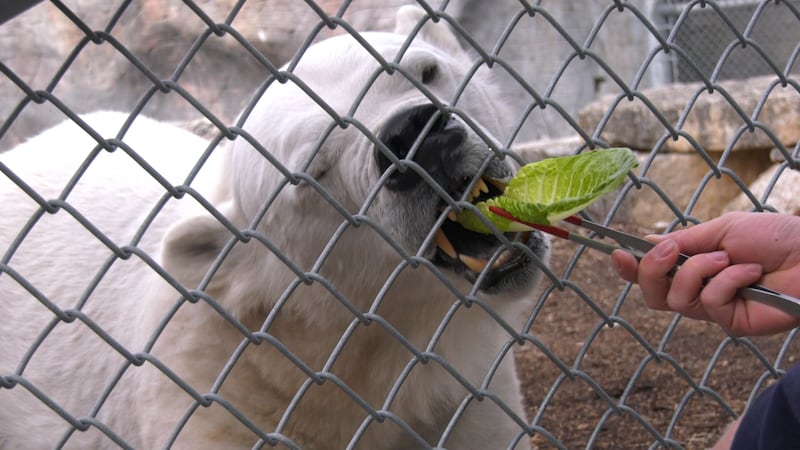 Polar bear tours at Assiniboine Park Zoo