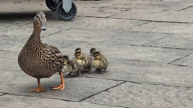 Daisy, the duck, hatches ducklings, ventures into lake
