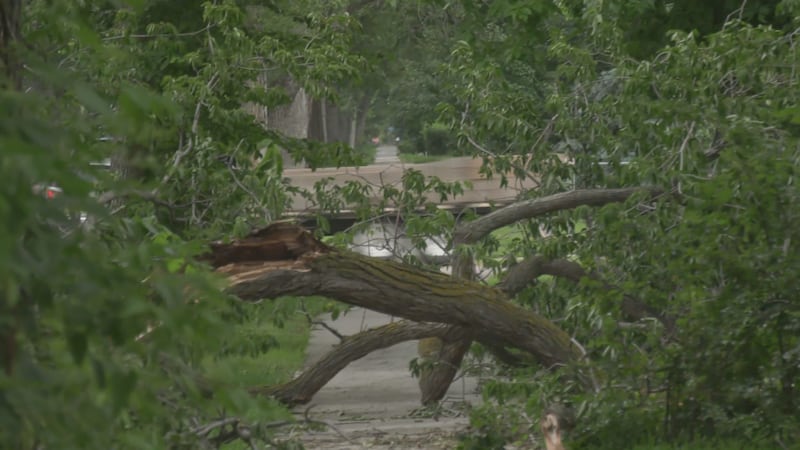 ‘A little like a war zone’: Thunderstorm damages hundreds of trees across city