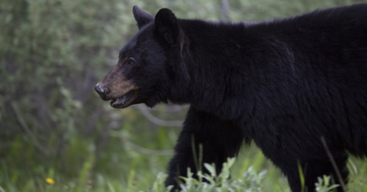 Photo: ctvnews.ca A black bear is seen near Lake Louise, Alta., in June, 2020. THE CANADIAN PRESS/Jonathan Hayward