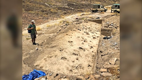 Million-year-old footprints offer rare glimpse into ancient group behaviour