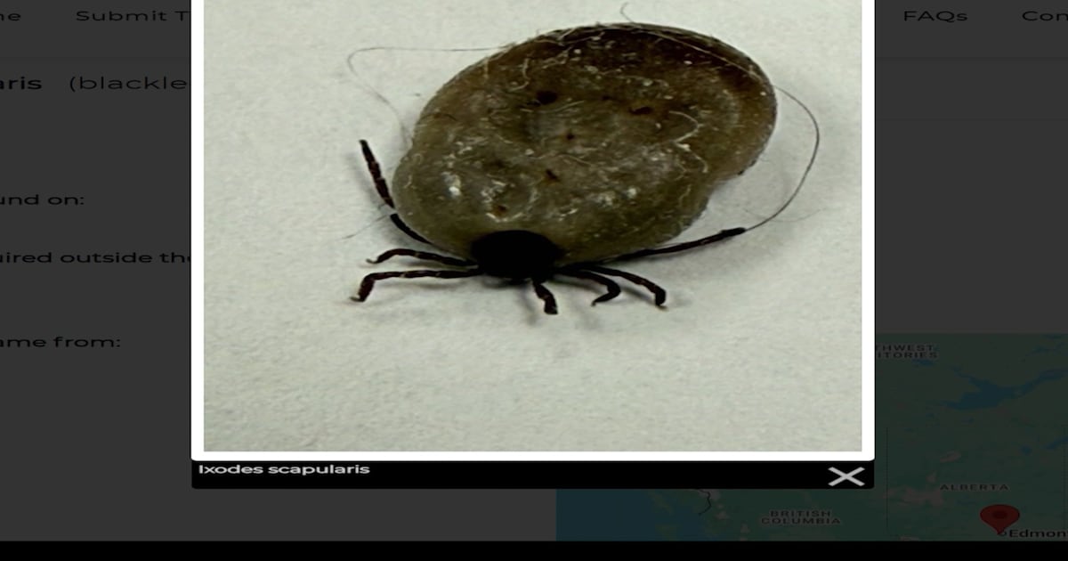 Ticks on the rise in Alberta as province has second highest reports of ticks