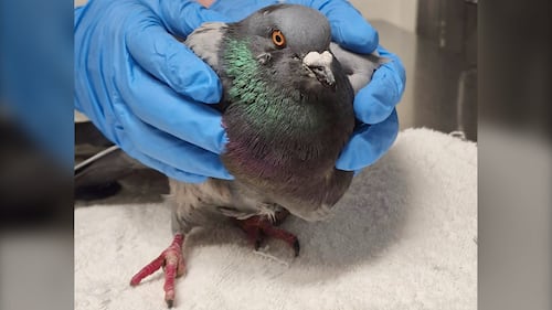 Pigeon needs a ride from North Bay to wildlife sanctuary near Parry Sound