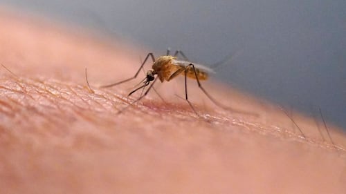 Two German airport workers die of malaria from mosquito on plane