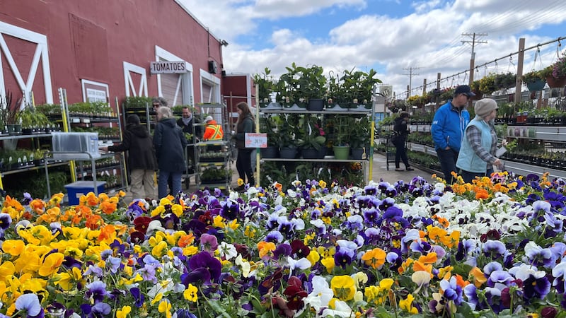 Winnipeg garden centres cutting back on seasonal staff amidst slow demand