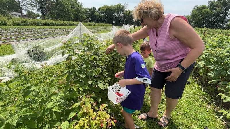Wet spring, hot summer bringing ideal conditions for Ottawa berry farmers