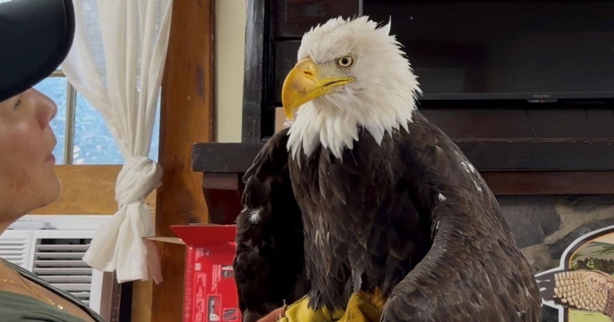 Jackie, the California bald eagle who became an internet sensation ...