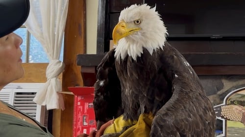 Jackie, the California bald eagle who became an internet sensation, dies after illness