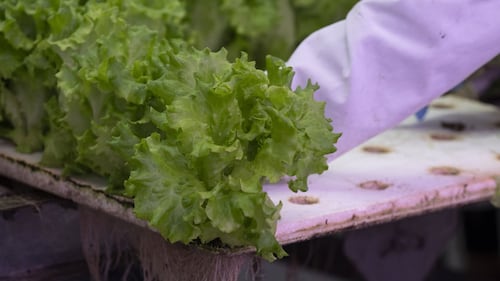 Opposition, unions fear federal cuts could undermine food security