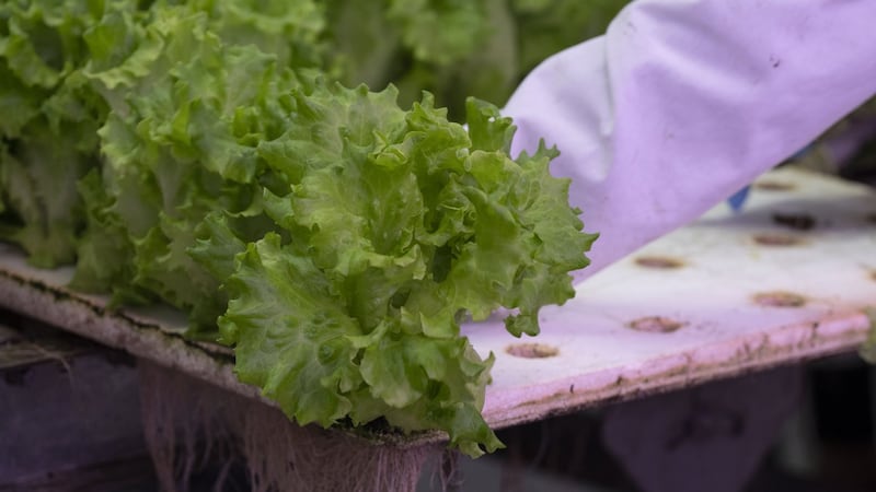Opposition, unions fear federal cuts could undermine food security