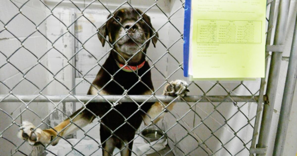 Timmins animal shelter dealing with 'extremely high' number of ...