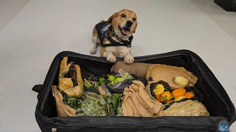 K9 Marlley sniffs out exotic pests in smuggled suitcase at Detroit Metro Airport