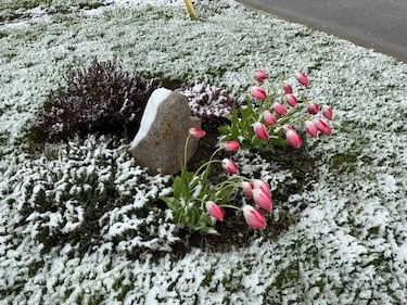 Snow is pictured on the ground on May 29, 2026 in North Sydney, N.S. (Courtesy: Nancy Robinson)