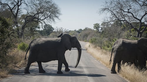 Canadian shot dead during picnic at South African wildlife park in alleged accident