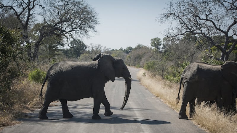 Canadian shot dead at South Africa wildlife park in apparent accident: officials