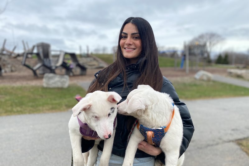 ‘They’re a lifelong commitment’: Blind and deaf puppies in search of a forever home