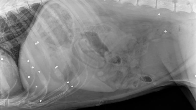 Lost Lethbridge-area dog found shot with ‘hundreds of BB pellets’