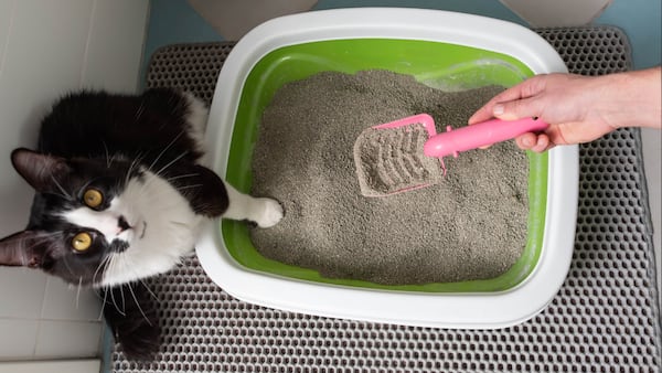 Tenant who flushed cat litter costs B.C. condo owner nearly $55K