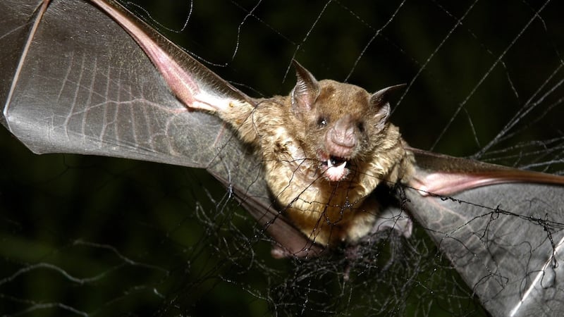 Rabies confirmed in bats: Hamilton Public Health