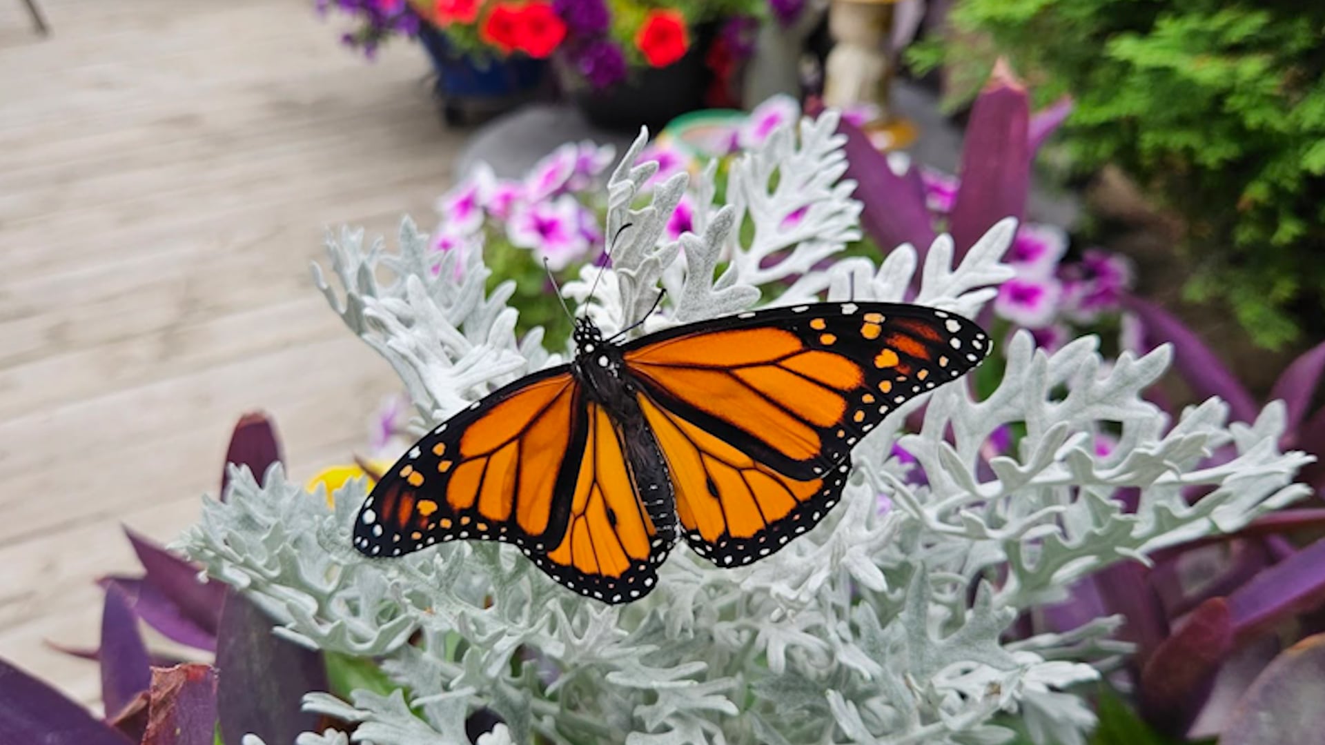 Endangered Species Monarch Butterflies Booming In Prairies endangered-species-monarch-butterflies-booming-in-prairies