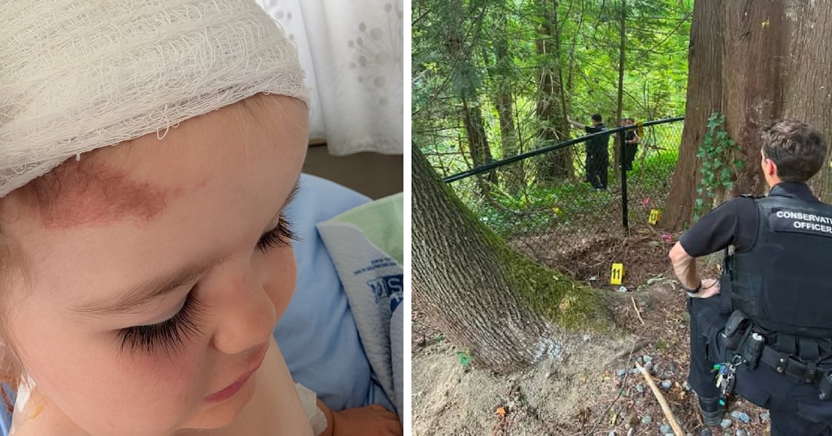 Photo: ctvnews.ca While a three-year-old girl is recovering in hospital, a search is ongoing for the bear who attacked her in her B.C