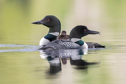 Biodiversity encompasses the number of different species within an area or ecosystem. The hope is to study how climate change and other impacts are placing stress on these systems from the data collected across the campaign.